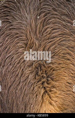 Close-up-nasse Fell eines isländischen Pferd in einen Schneesturm, Island Stockfoto