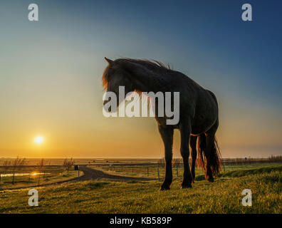 Pferde grasen bei Sonnenuntergang, Island Stockfoto