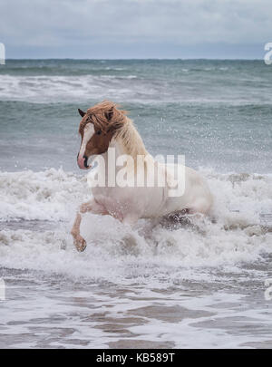 Islandpferd im Meer, longufjorur Strand, Halbinsel Snaefellsnes, Island Stockfoto