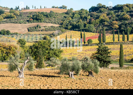 In der Nähe der Olivenbäume auf ein Land und bunten Weinberg im Hintergrund Pflug Stockfoto