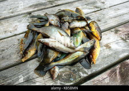 Haufen verschiedener roher Fisch Stockfoto