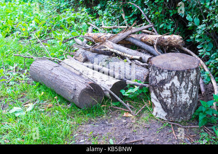 Tree Protokolle auf dem Gras im Sommer. Hintergrund, Natur. Stockfoto