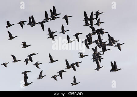 Knäuel Ringelgänse über den Himmel Stockfoto