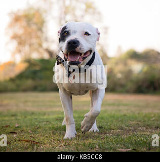 Staffordshire Bull Terrier in Außenbereichen Stockfoto