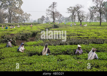 Tea Garden in Silliguri, Sikkim, Indien, Asien Stockfoto