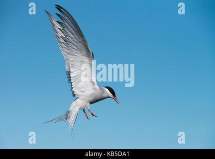 Küstenseeschwalbe (Sterna Paradisaea) auf die Farne Islands, Northumberland, England, Vereinigtes Königreich, Europa Stockfoto