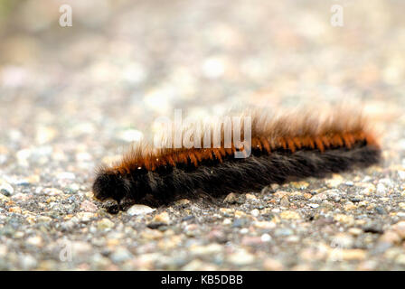 Schwarz und Orange haarige Larven bewegen auf Asphalt im Herbst. Stockfoto