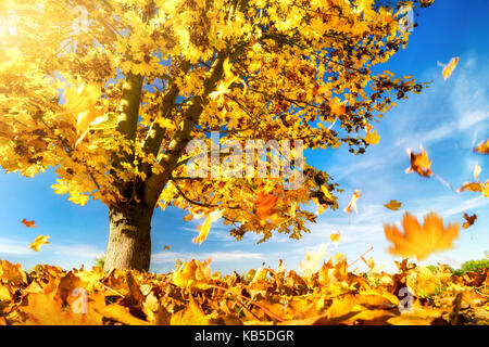 Ahorn Baum gegen den blauen Himmel an einem schönen Herbsttag, mit gelben Blätter fallen auf den Boden