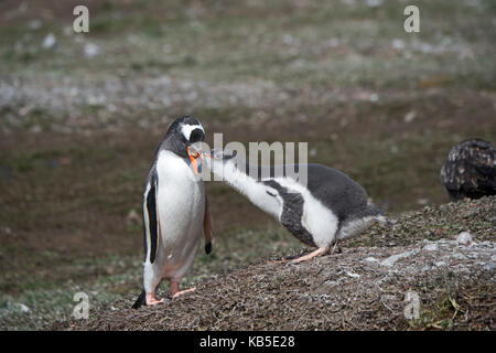 Gentoo Pinguin Pygoscelis papua nach regurgitating Essen chick Holmestrand South Georgia Januar Stockfoto