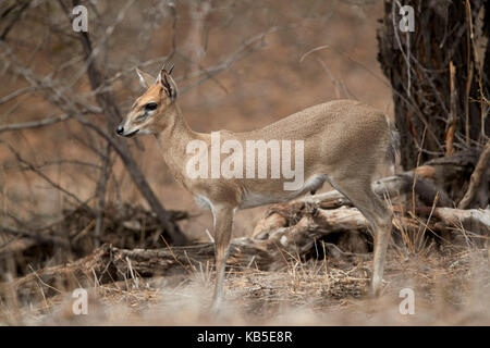 Common duiker (Grey Duiker) (Bush duiker) (grimmia Sylvicapra?), ram, Krüger Nationalpark, Südafrika, Afrika Stockfoto