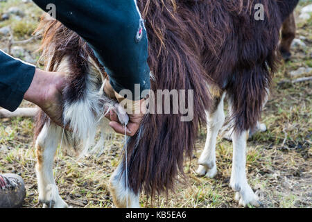 Close up Ziege Melken in Farm. traditionellen Melken Stockfoto