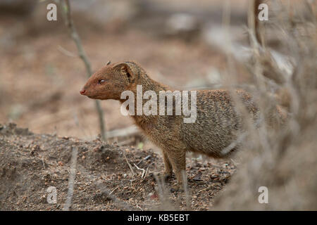 Schlanke mongoose (Galerella sanguinea), Krüger Nationalpark, Südafrika, Afrika Stockfoto