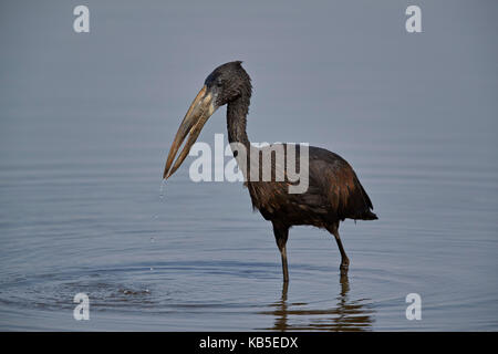 African Open-billed Stork (Afrikanische openbill) (Anastomus lamelligerus), Krüger Nationalpark, Südafrika, Afrika Stockfoto