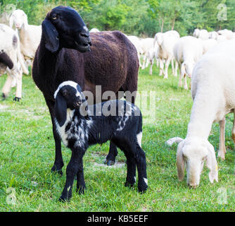 Eine schwarze Ziegen und Zicklein weidet auf der Wiese. Stockfoto