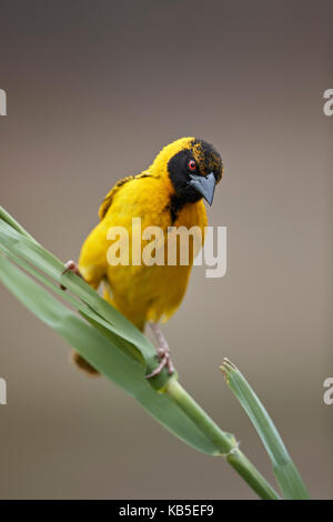 Südliche maskierte Weaver (Ploceus velatus), männlich, Krüger Nationalpark, Südafrika, Afrika Stockfoto