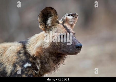 Afrikanischer wilder Hund (African Jagd Hund) (Cape Jagdhund) (LYKAON Pictus), Krüger Nationalpark, Südafrika, Afrika Stockfoto