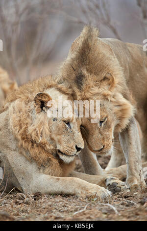 Zwei Löwen (Panthera leo) Begrüßung, Krüger Nationalpark, Südafrika, Afrika Stockfoto