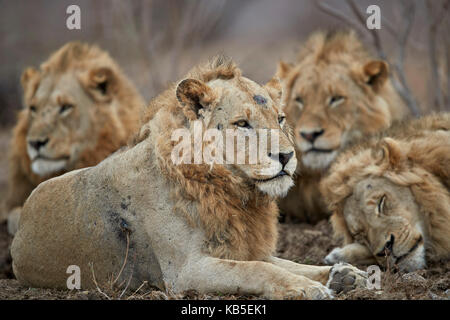 Vier männliche Löwe (Panthera leo), Krüger Nationalpark, Südafrika, Afrika Stockfoto