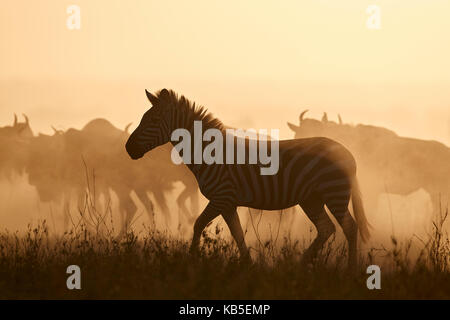 Die Migration, gemeinsame Zebra (Equus burchelli) und Streifengnu (connochaetes Taurinus), Serengeti National Park, Tansania Stockfoto