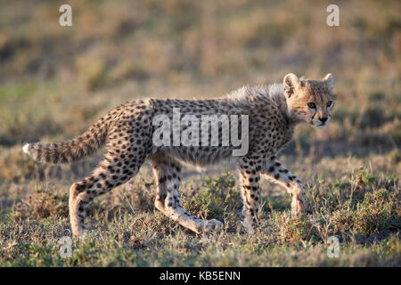 Gepard (Acinonyx jubatus) Cub, Ngorongoro Conservation Area, Tansania, Ostafrika, Südafrika Stockfoto