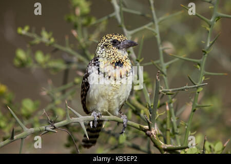 D'Arnauds Barbet (Trachyphonus darnaudii), Ngorongoro Conservation Area, Tansania, Ostafrika, Afrika Stockfoto