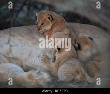 Löwe (Panthera leo) Jungen etwa vier Wochen alt, Ngorongoro Conservation Area, Tansania, Ostafrika, Südafrika Stockfoto