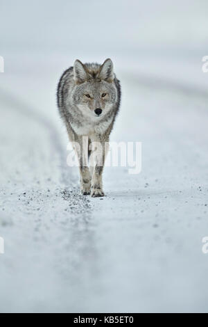 Kojote (Canis Latrans) im Schnee im Winter, Yellowstone-Nationalpark, Wyoming, Vereinigte Staaten von Amerika, Nordamerika Stockfoto