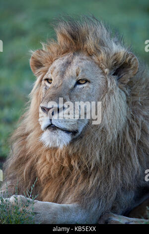 Löwe (Panthera Leo), Ngorongoro Crater, Tansania, Ostafrika, Afrika Stockfoto