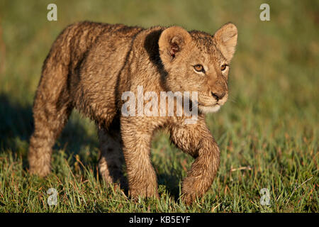 Löwe (Panthera Leo) Cub, Ngorongoro Crater, Afrika, Tansania, Ostafrika Stockfoto