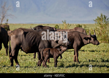 Büffel (Afrikanischer Büffel (Syncerus Caffer) Kuh und Kalb, Ngorongoro Krater, Tansania, Ostafrika, Südafrika Stockfoto
