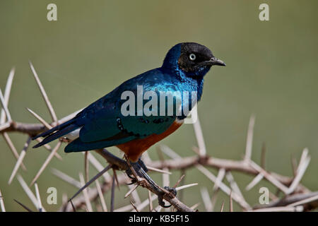 Ausgezeichnete starling (Lamprotornis superbus), Ngorongoro Krater, Tansania, Ostafrika, Südafrika Stockfoto