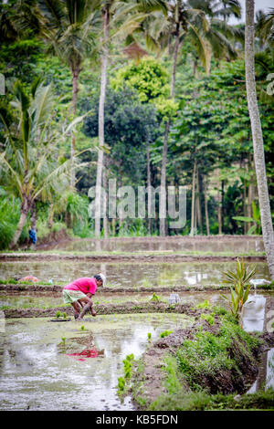 Bali, Indonesien - August 29, 2013. Ein unbekannter Mann arbeitet in reis plantage. Der Prozess der pflanzen Reis von Hand. Reisfelder in Bali. Stockfoto