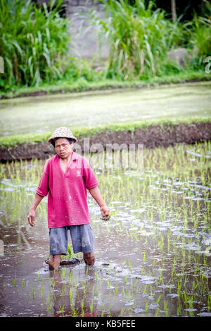 Bali, Indonesien - August 29, 2013. Ein unbekannter Mann arbeitet in reis plantage. Der Prozess der pflanzen Reis von Hand. Reisfelder in Bali. Stockfoto