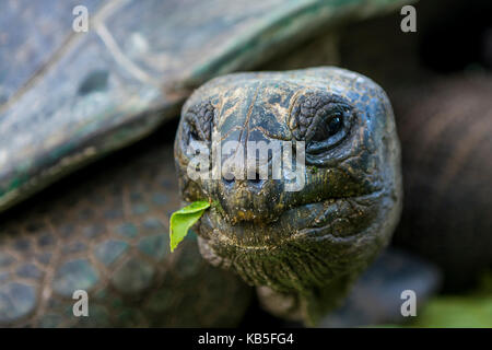 Seychellen Aldabra riesige Schildkröte (Aldabrachelys gigantea), Anse Takamaka, Mahé, Republik der Seychellen, Indischer Ozean, Afrika Stockfoto
