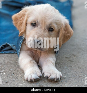 Golden Retriever Hunde Welpen in Jeans auf dem Boden, selektiver Fokus Stockfoto