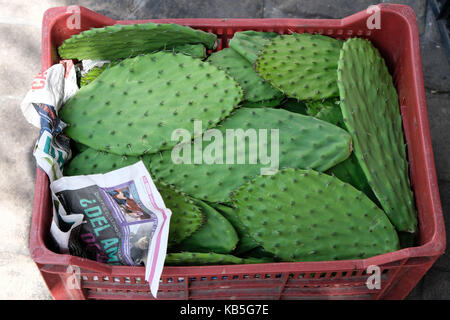 Eine Kiste voller Kaktus sitzt auf dem Boden eines Marktes, der in Mexiko City, Mexiko. Stockfoto
