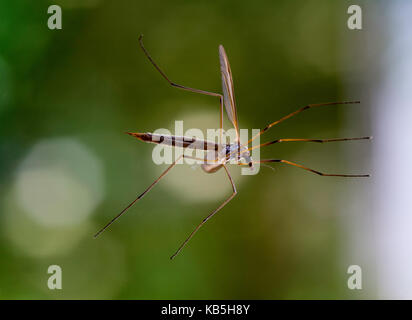 Ein Kran Fliegen oder Daddy Longlegs auf ein Glasfenster in einem Garten in Alsager Cheshire England Vereinigtes Königreich Großbritannien Stockfoto