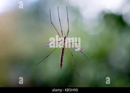 Ein Kran Fliegen oder Daddy Longlegs auf ein Glasfenster in einem Garten in Alsager Cheshire England Vereinigtes Königreich Großbritannien Stockfoto