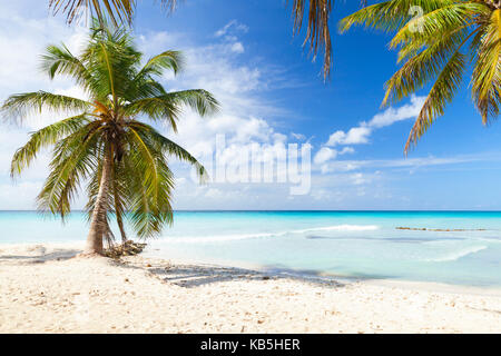 Kokospalmen wachsen auf weißen Sandstrand. Karibik, Dominikanische Republik, Saona Island Stockfoto