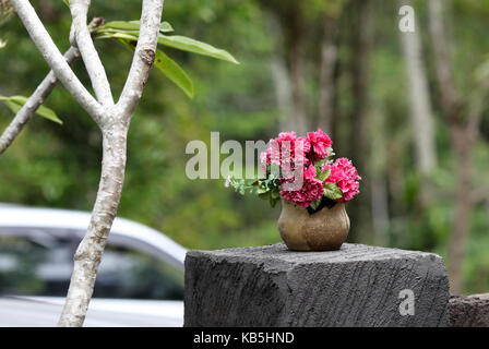 Die rosa exotischen tropischen Blumen im Topf außerhalb, Insel Bali, Indonesien Stockfoto