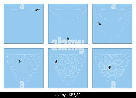 Spider web-Konstruktion-Handbuch in sechs Stufen von der ersten spinning Thread zur gesamten orb Web, Schritt für Schritt dargestellt. Stockfoto