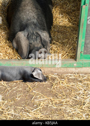 Große schwarze Sau Schlafen im Stroh außerhalb Tierheim Stockfoto