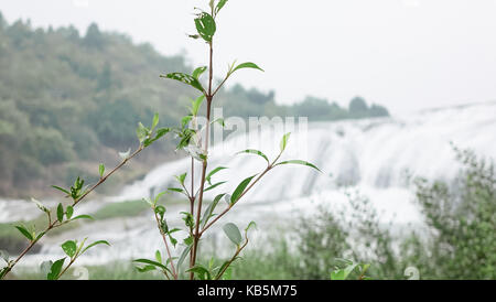 , Anshun Anshun, China. 28 Sep, 2017. Anshun, CHINA - September 2017 EDITORIAL: (NUR ZU VERWENDEN. CHINA) Landschaft des Huangguoshu Wasserfall landschaftlich reizvollen Gegend in Anshun, Südwesten Chinas Provinz Guizhou. Die huangguoshu Wasserfall, der größte Wasserfall in der Volksrepublik China und eine der berühmtesten der Welt, ist der einzige Wasserfall auf diesem Planeten, die von oben betrachtet werden können, unten, vorne, hinten, links und rechts. Es ist 77,8 Meter hoch und 101 Meter breit. Der Wasserfall ist 67 Meter hoch und 79 Meter breit. Wasservorhang Höhle, ein 134-Meter natürlichen Korridor hinter dem Wasserfall, der Besuchern ermöglicht, wa Stockfoto