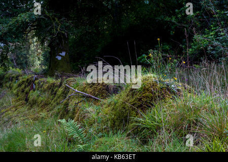 Steinmauern auf der Seite einer Straße in Moos bedeckt, Isle of Arran, Schottland. Stockfoto