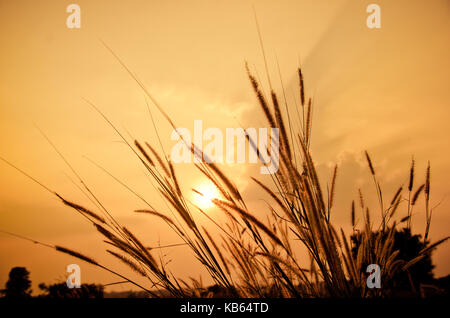 Schöne poaceae, Gräser in der Wiese während des Sonnenuntergangs. Schönen Sonnenuntergang Stockfoto