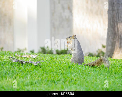 Süße kleine Eichhörnchen essen die Mutter Stockfoto