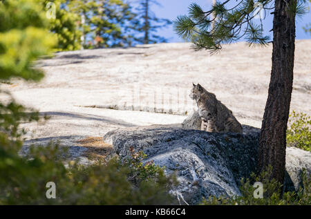 Undomesticated Katze sitzt auf einem Felsen in einem ländlichen Ort Stockfoto