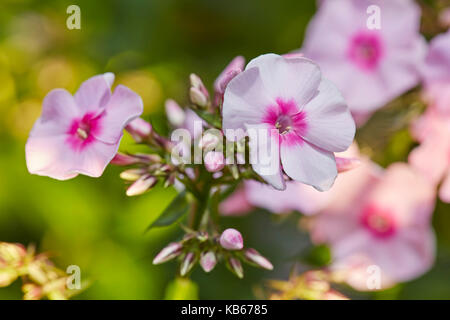 Nahaufnahme von rosa Phlox-Blüten (Phlox paniculata), die in einem Garten wachsen. Stockfoto