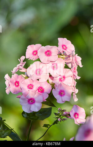 Phlox Rosa Blumen wachsen im Garten. Wissenschaftlicher Name: Phlox paniculata. Stockfoto