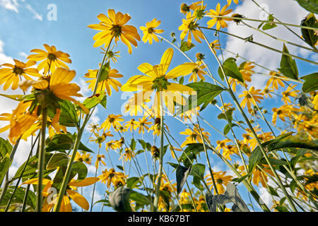 Von unten gelbe Blattscheiben (Rudbeckia laciniata) gegen den strahlend blauen Himmel. Stockfoto